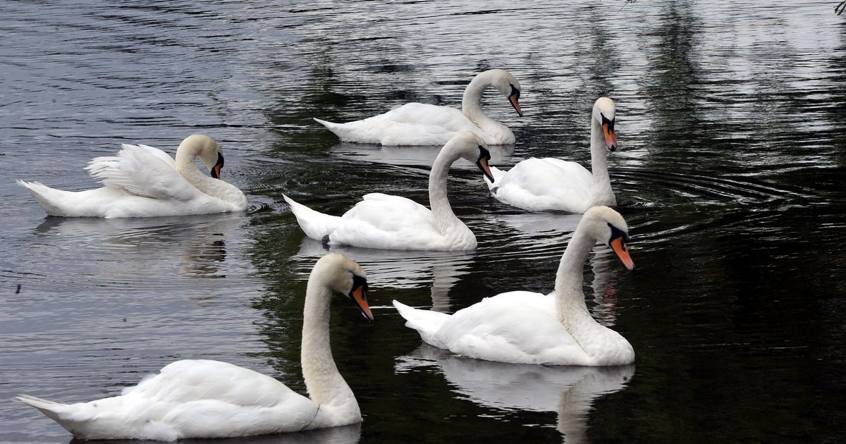 Police issue appeal as sickos target swans with fireworks in Sheffield ...