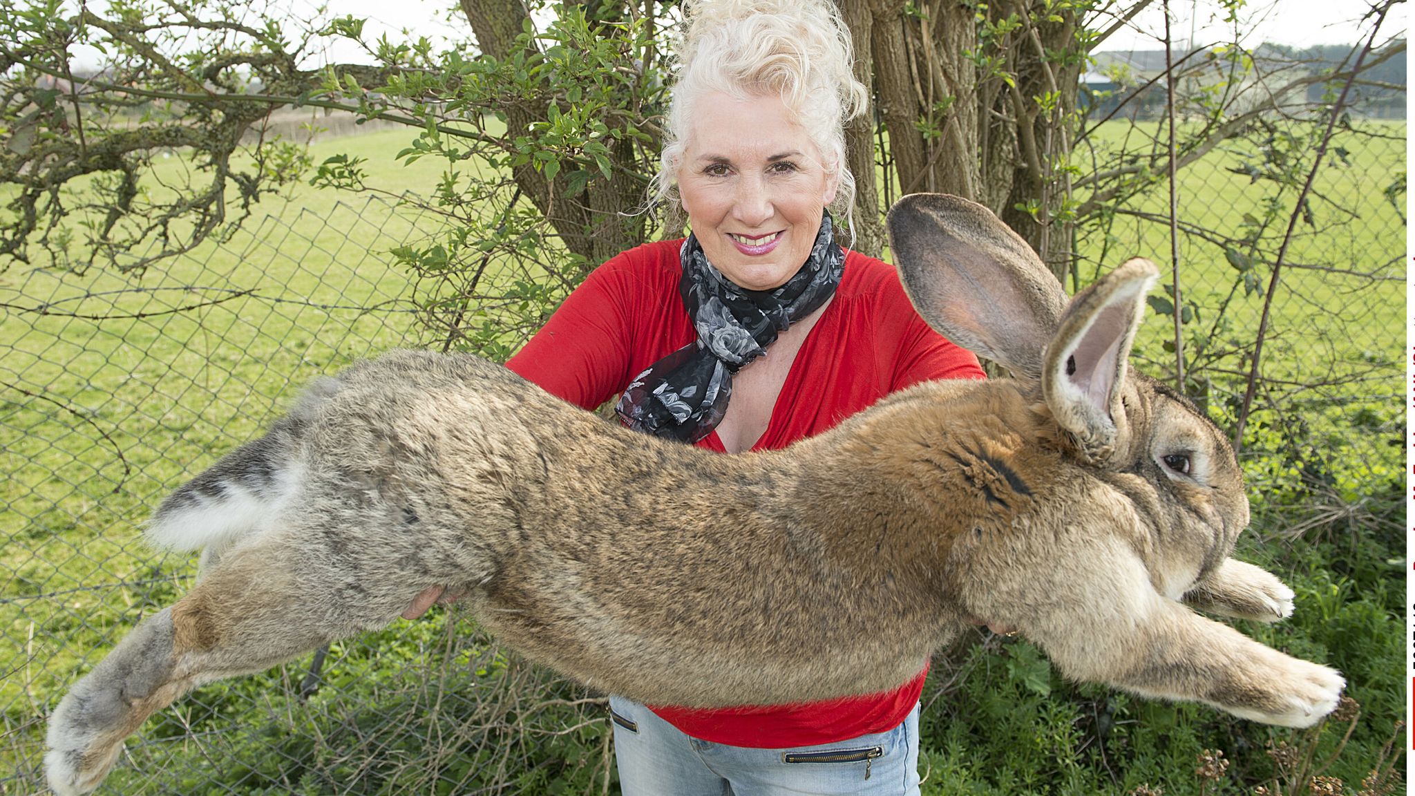 Award-winning giant rabbit stolen from owner’s garden – Unity News Network